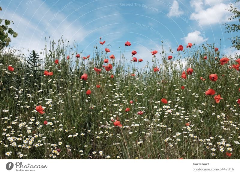 Der Grashüpfer Mohn Klatschmohn Blumenwiese Wiese Frühling Sommer Blüte grün Pflanze Mohnfeld Landschaft Natur Idylle Flora Umwelt Garten Feld Blühend Margerite