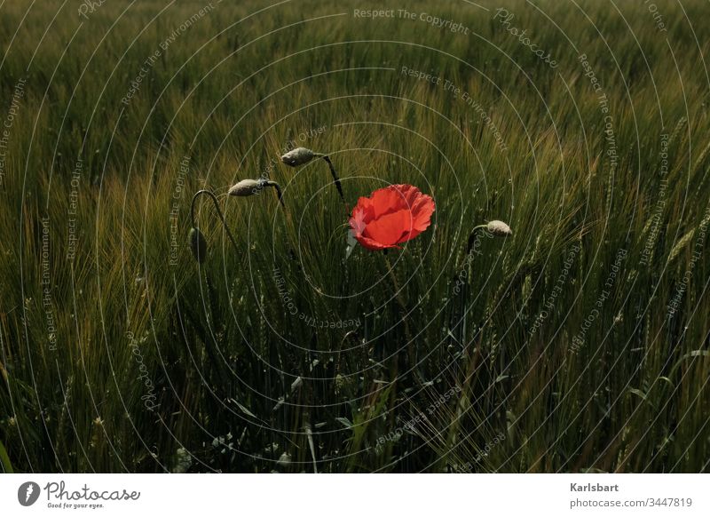 Später Mohn Mohnblüte Mohnfeld Blume Sommer Pflanze Wiese Feld Blüte Menschenleer Außenaufnahme Natur Landwirtschaft Mohnkapsel Licht Gras Mohnblatt Sonnenlicht