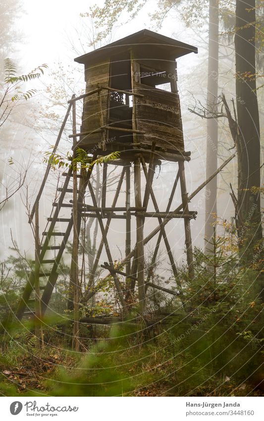 Hölzerner Jägerhochsitz am Waldrand bei Nebel im herbstlichen Kiefernwald Hochsitz perchet Jagd Aussichtspunkt Tiere grün Wiese Bäume Europa Tierhaut Natur