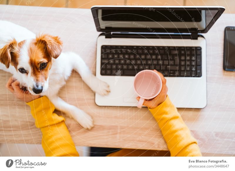 junge frau arbeitet zu hause am laptop, trägt schutzmaske, daneben niedlicher kleiner hund. arbeiten sie von zu hause aus, bleiben sie während des coronavirus covid-2019 concpt sicher