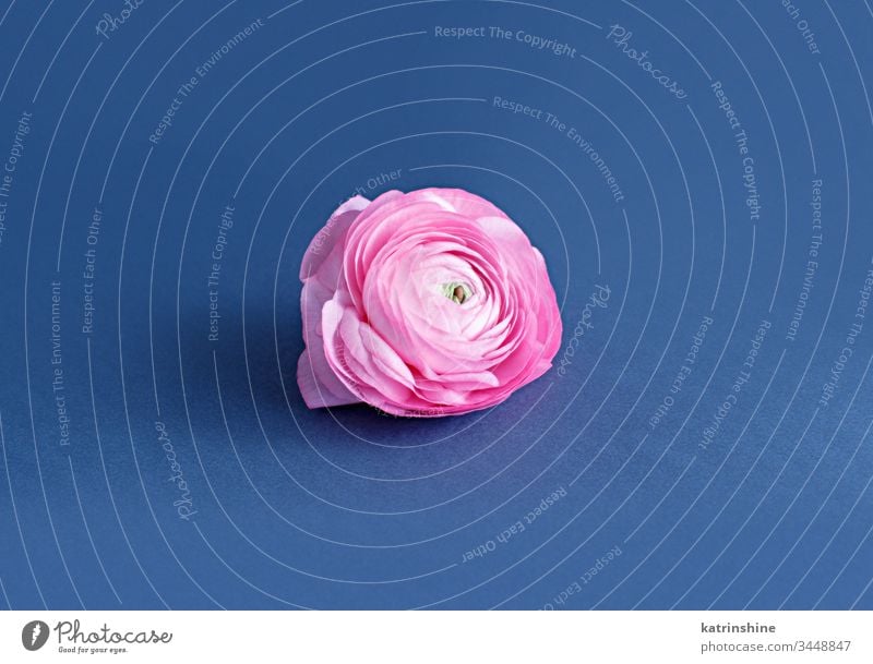 Rosa Hahnenfußblume auf blauem Hintergrund Blume rosa Ranunculus Frühling romantisch hellrosa klassisches Blau Zusammensetzung Rosen abschließen Konzept kreativ