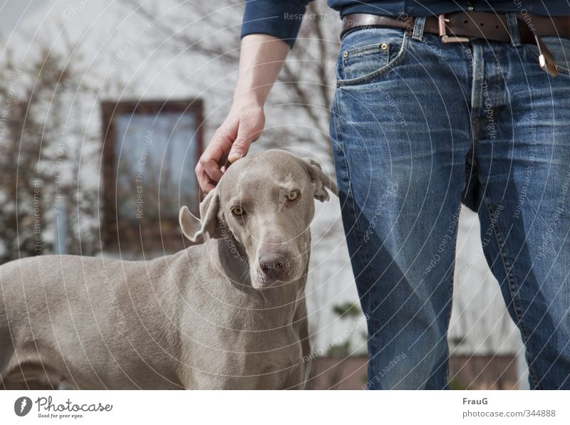 zum Geburtstag... maskulin Bruder Hand Beine 1 Mensch 18-30 Jahre Jugendliche Erwachsene Sträucher Haus Fenster Hose Gürtel Hund Weimaraner Jagdhund Tier stehen