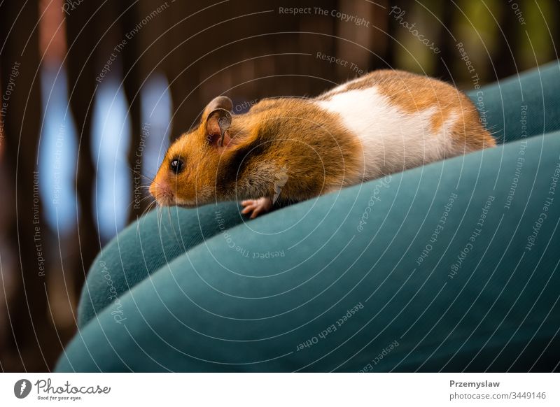 Süßer kleiner Hamster auf den Frauenbeinen Nagetiere Tier Natur niedlich lustig wenig horizontal Fell Nahaufnahme Tag Licht hell farbenfroh Hintergrund Beine