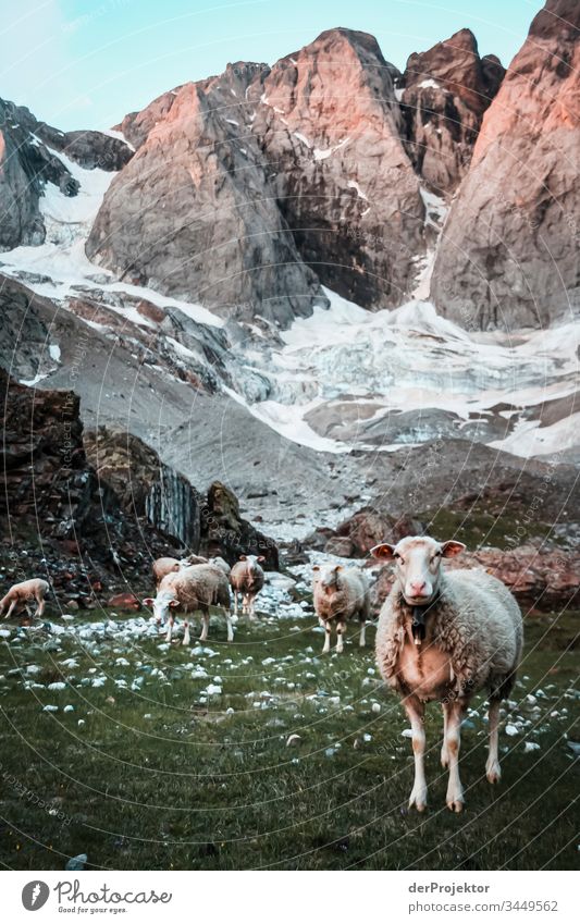 Schafherde mit Blickkontakt in den Pyrenäen Blick in die Kamera Ganzkörperaufnahme Tierporträt Vorderansicht Porträt Weitwinkel Zentralperspektive