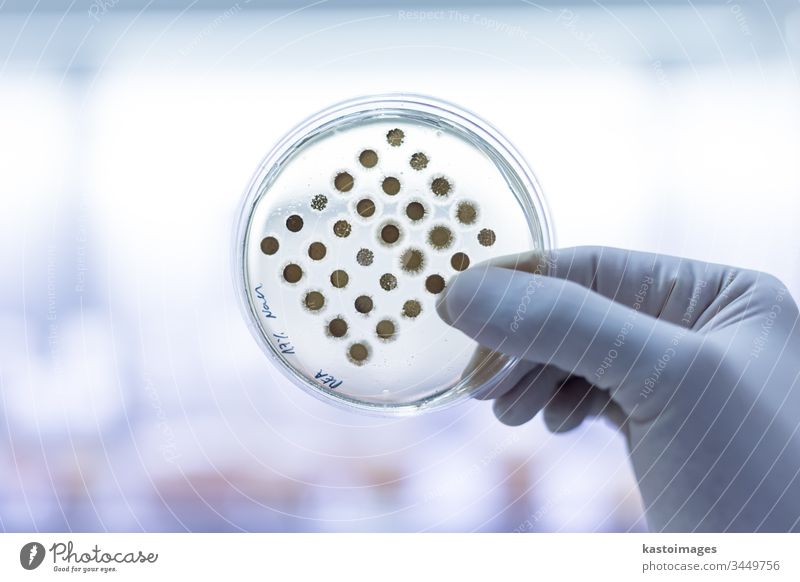 Wissenschaftlerin, die im Rahmen eines wissenschaftlichen Experiments Bakterien in Petrischalen auf Agar-Gel züchtet. Labor Biochemie Erreger wachsen Medizin