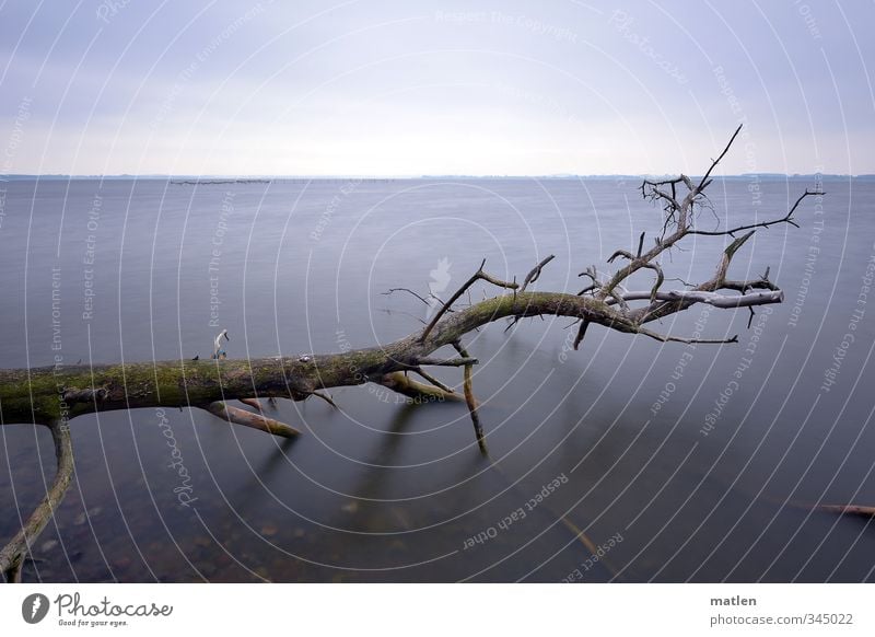 total blau I gefallener Riese Pflanze Sand Wasser Himmel Wolken Horizont Klima Wetter schlechtes Wetter Baum Küste Ostsee grau Trauer Tod Farbfoto