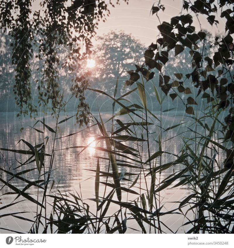 Vorhang auf Morgen Sonnenaufgang Sonnenlicht Landschaft Außenaufnahme Farbfoto Baum Schönes Wetter Morgendämmerung Pflanze Umwelt Gegenlicht Natur draußen