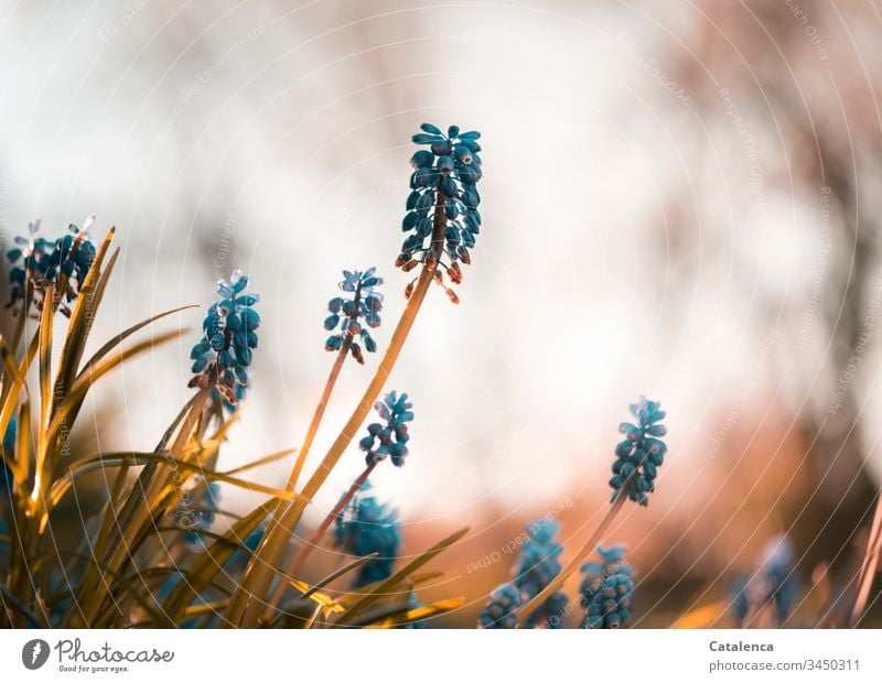 Traubenhyazinthen aus der Froschperspektive Blühend Blüte klein Tageslicht Frühling Garten Lila Grün blüht Blume Pflanze Natur Nahaufnahme Makroaufnahme