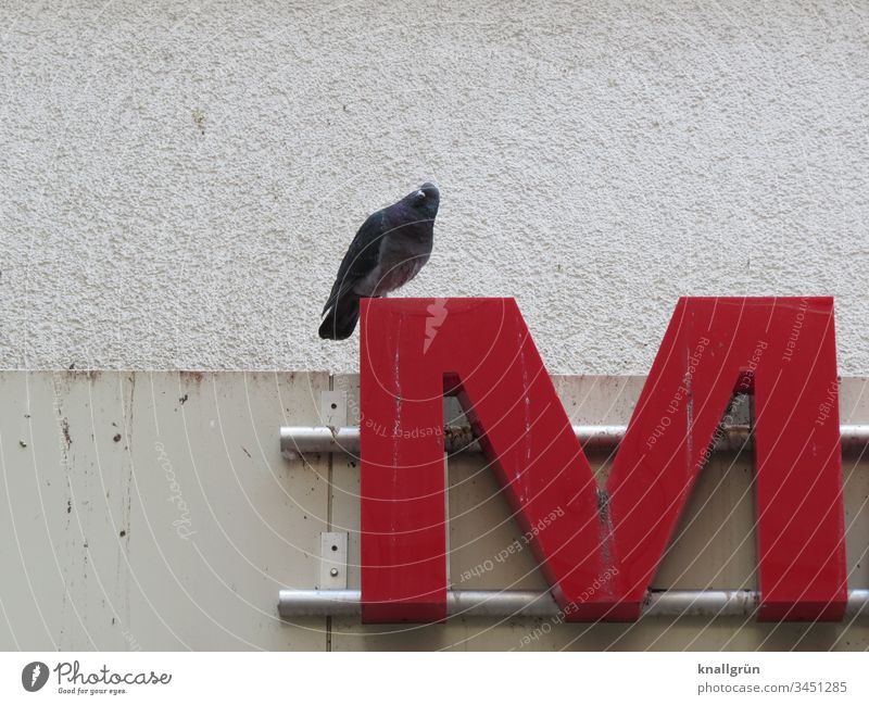 Stadttaube sitzt auf dem Buchstaben M einer Leuchtreklame Taube Typographie Schilder & Markierungen Schriftzeichen Letter Lateinisches Alphabet Kommunizieren