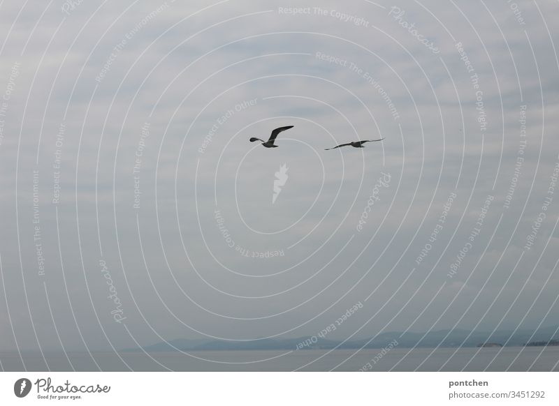 Zwei Möwen fliegen vor wolkigem Himmel übers Meer. vögel meer Felsen wolken nebel Wasser Küste Landschaft Fliegen freiheit flügel schwingen paar Blau weiß klein