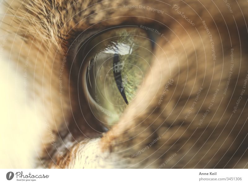 Blick ins Katzenauge schön hell Fell Tier Haustier Tierliebe Farbfoto Innenaufnahme Menschenleer Tag Tierporträt Tiergesicht Nahaufnahme Hauskatze beobachten