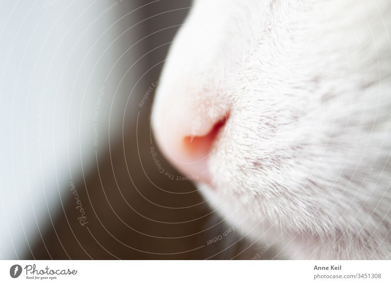 Katzennase im Tageslicht Tierporträt Menschenleer Innenaufnahme Farbfoto Tierliebe Haustier Nase Katzennase Fell rosa hell weiss schön