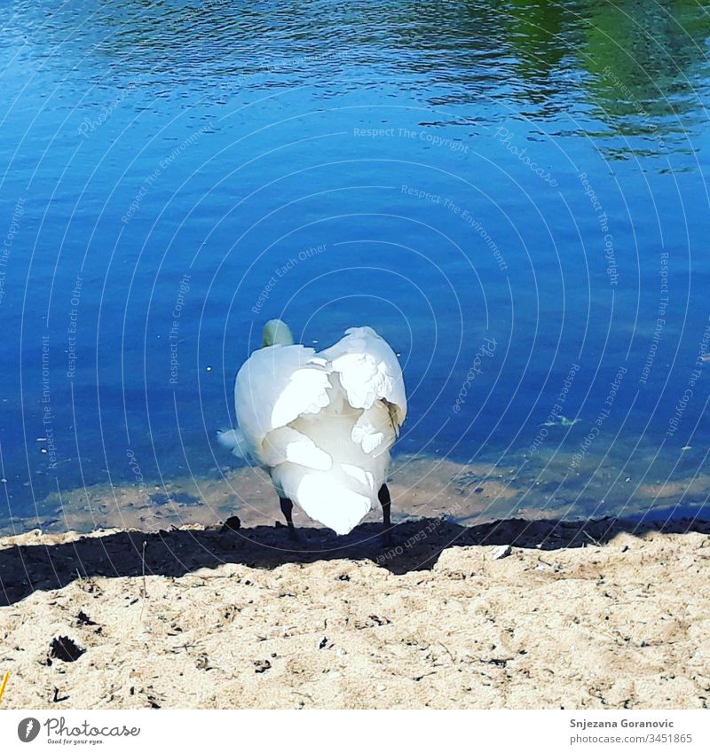 Schwansee Die Sonne Blaues Wasser die Natur genießen Der see der Schwan