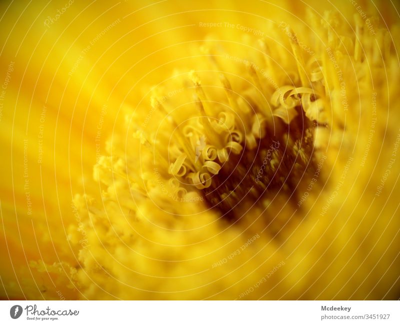 sunflower power sunflowers yellow plant plants Nature Flowerpower Flowers Nahaufnahme Pflanze Blume Objektfotografie Farbfoto Blüte Froschperspektive