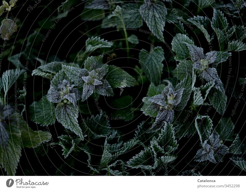 Raureif auf Brennnesselblätter Natur Flora Pflanze Brennessel Blatt Grün Schwarz Weiss Reif Jahreszeit Frost und Kälte Herbst Winter kalt