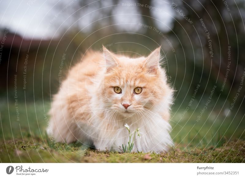 Maine Coon Katze riecht an einer Blume in der Natur Haustiere katzenhaft Fell fluffig Langhaarige Katze Hirschkalb beige Creme-Tabby Ingwer-Katze weiß Ein Tier