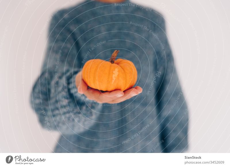 Frauenhände halten Kürbis. Halloween, Erntedankfest wenig Beteiligung Frucht vereinzelt Koch Winter blau weich November Pullover Gesundheit orange Lebensmittel