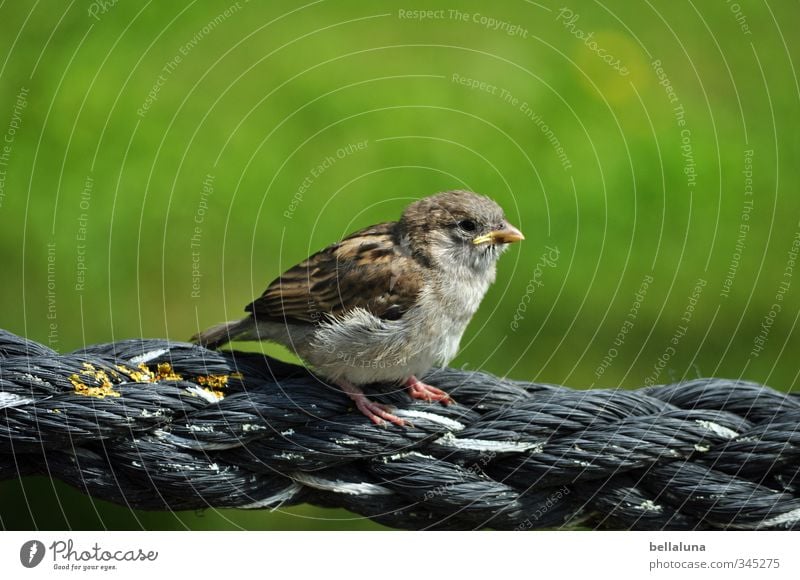 Adipositas Umwelt Natur Gras Garten Park Wiese Tier Wildtier Vogel Tiergesicht Flügel Krallen 1 Tierjunges sitzen Spatz Sperlingsvögel Seil Farbfoto