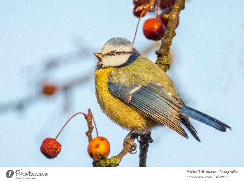 Blaumeise im Sonnenschein Cyanistes caeruleus Meisen Kopf Schnabel Auge Tiergesicht Feder gefiedert Flügel Vogel Krallen Wildtier Zweige u. Äste Baum Natur