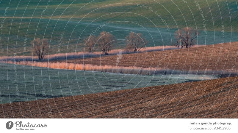 Bäume auf den Feldern der Region Turiec in der Nordslowakei. Slowakische Republik Landschaft ländlich Frühling Detailaufnahme Natur Abend Baum