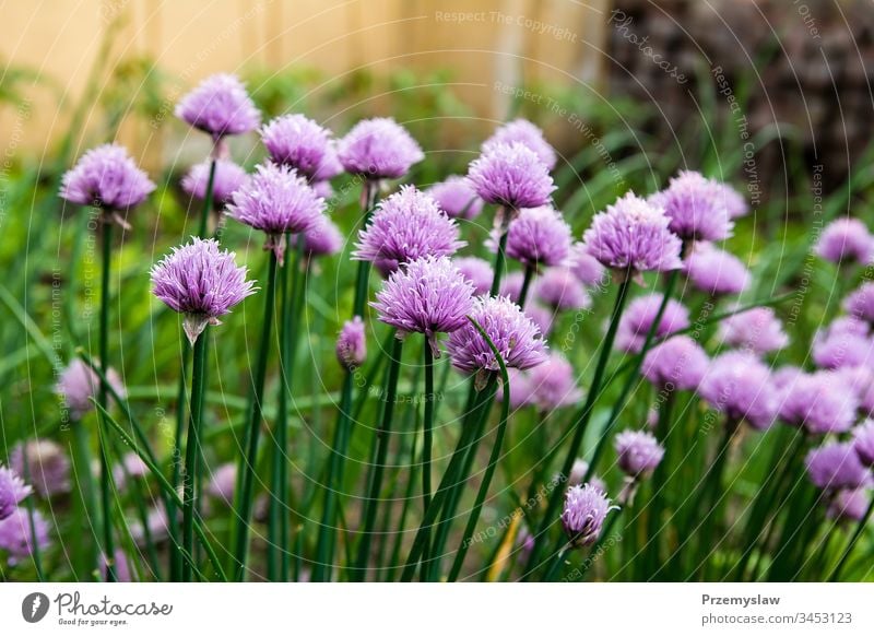 Blühender Schnittlauch im Garten Gemüse Natur Pflanze organisch Gesundheit Lebensmittel natürlich Blume grün horizontal Tag Licht hell farbenfroh