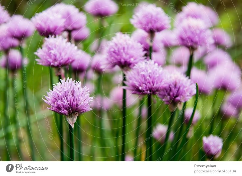 Blühender Schnittlauch im Garten Pflanze Natur Lebensmittel Gesundheit organisch Gemüse horizontal Tag Licht hell farbenfroh Blume grün