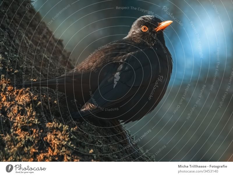 Amsel im Abendlicht Turdus merula Tierporträt Kopf Schnabel Tiergesicht Auge Feder gefiedert Dämmerung Morgen Low Key sitzen beobachten Außenaufnahme