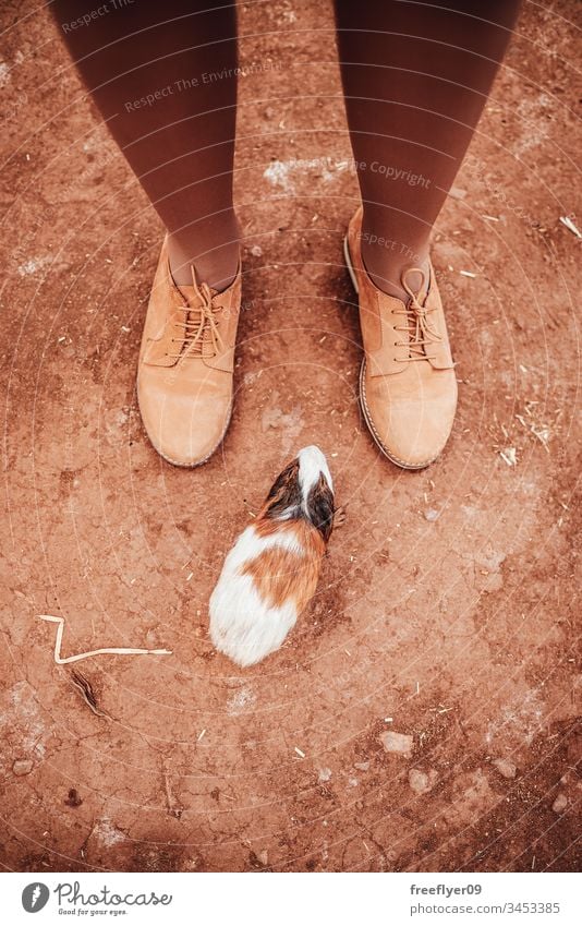 Meerschweinchen in der Nähe der weiblichen Füße (Cavia porcellus) Guinea bezaubernd Tier braun cavia Nahaufnahme niedlich heimisch erkundend Auge Gesicht Fauna