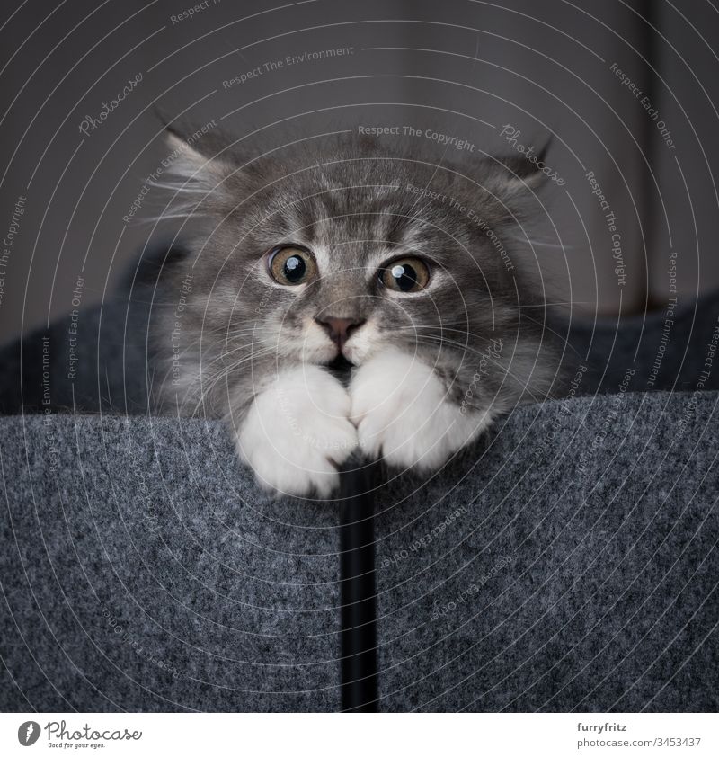 Maine Coon Kätzchen in einem Filzbeutel, das mit  Katzenspielzeug spielt 2-5 Monate bezaubernd Aggression tierisches Auge Tierhaare schön blau gestromt Bokeh