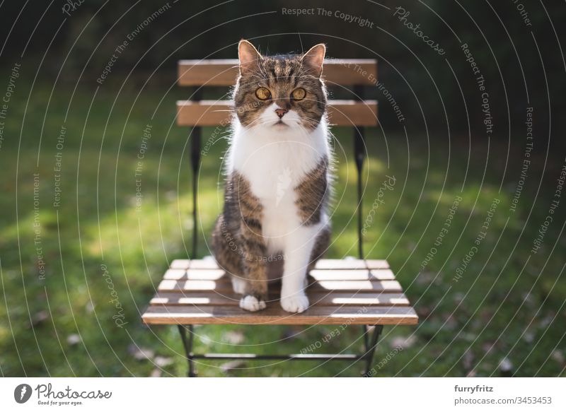 Britisch Kurzhaar Katze sitzt auf einem Stuhl im Garten Gras grüne Farbe Rassekatze Tabby weiße Farbe Natur Botanik Pflanzen Wachsamkeit