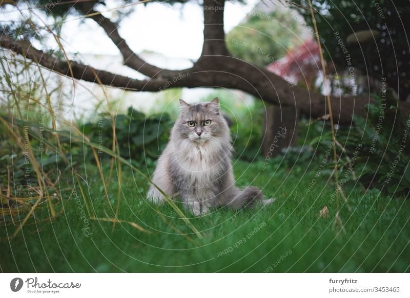 Maine Coon Katze sitzt unter einem Baum im Garten blau-creme-schildpatt Rasenfläche Schildpattkatze keine Menschen beobachtend in die Kamera schauen niedlich