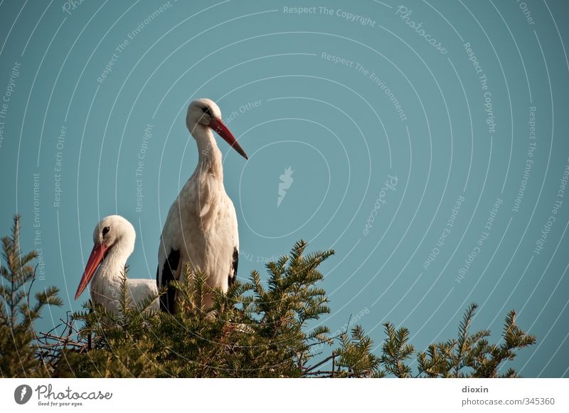 home, sweet home Umwelt Natur Himmel Wolkenloser Himmel Sommer Schönes Wetter Pflanze Baum Tier Vogel Storch Weißstorch Schreitvögel Horst 2 Tierpaar