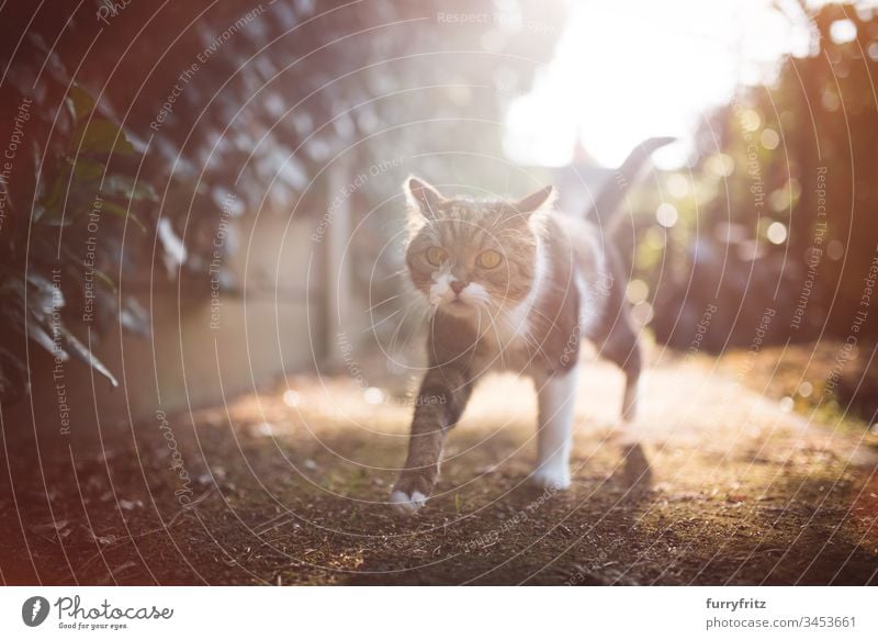 Britisch Kurzhaar Katze beim Spaziergang im Gegenlicht bei Sonnenuntergang Vorder- oder Hinterhof Efeu Hintergrundbeleuchtung Herbst Schönheit Bokeh Botanik