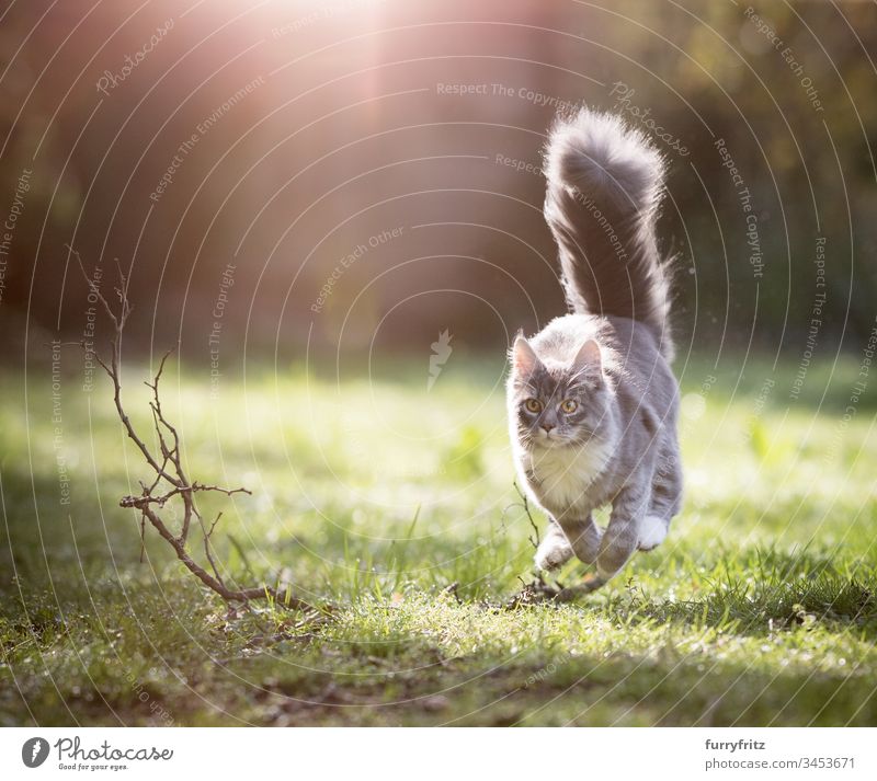 Maine Coon Katze mit flauschigem Schwanz rennt durch den sonnigen Garten rennen Jagd Ziselierung Geschwindigkeit schnell Bewegung spielerisch Blick niedlich