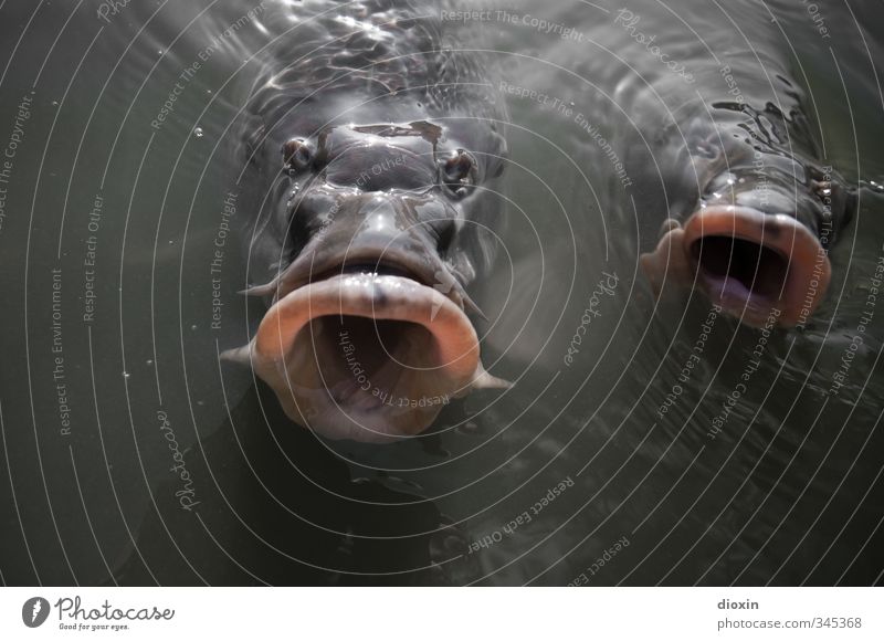 Abgründe Umwelt Natur Wasser Teich See Tier Wildtier Fisch Tiergesicht Karpfen Fischmaul 2 Schwimmen & Baden Ekel gruselig nass natürlich rund Farbfoto