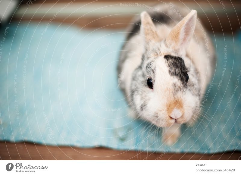 Montagshelmut Tier Haustier Tiergesicht Fell Zwergkaninchen Hase & Kaninchen Auge Nase Schnurrhaar Ohr 1 Blick sitzen schön klein Neugier niedlich Sympathie