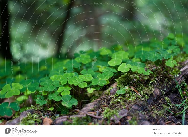 Waldglücksklee Umwelt Natur Pflanze Moos Klee Kleeblatt Wurzel Wachstum frisch niedlich schön viele grün Farbfoto Außenaufnahme Nahaufnahme Detailaufnahme