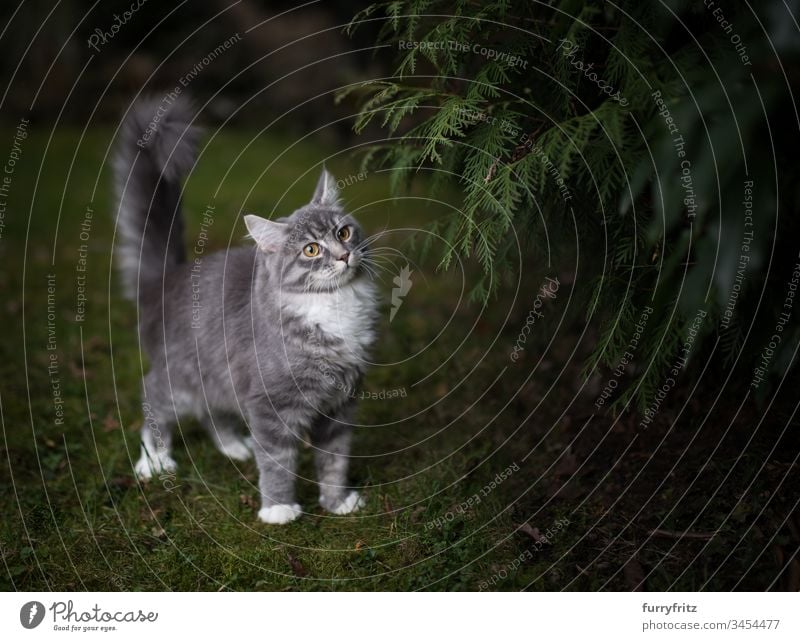 Maine Coon Katze steht neben einem Nadelbaum auf einer Wiese keine Menschen weiße Farbe Tierverhalten Neugier Erkundung in Bewegung beobachtend Stehen