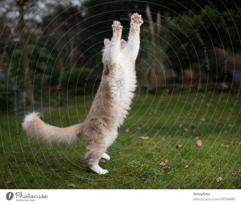 verspielte Maine Coon Katze springt in die Luft und streckt sich Katzenbaby fangend Ziselierung springend im Freien Genuss Energie Jagd Bewegung Aufstieg