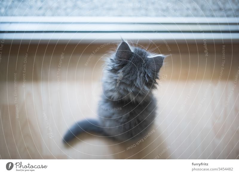 Kleines Maine Coon Kätzchen schaut aus dem Fenster 8-10 Wochen bezaubernd Wachsamkeit Tierhaare schön blau gestromt niedlich Hauskatze Erkundung katzenhaft