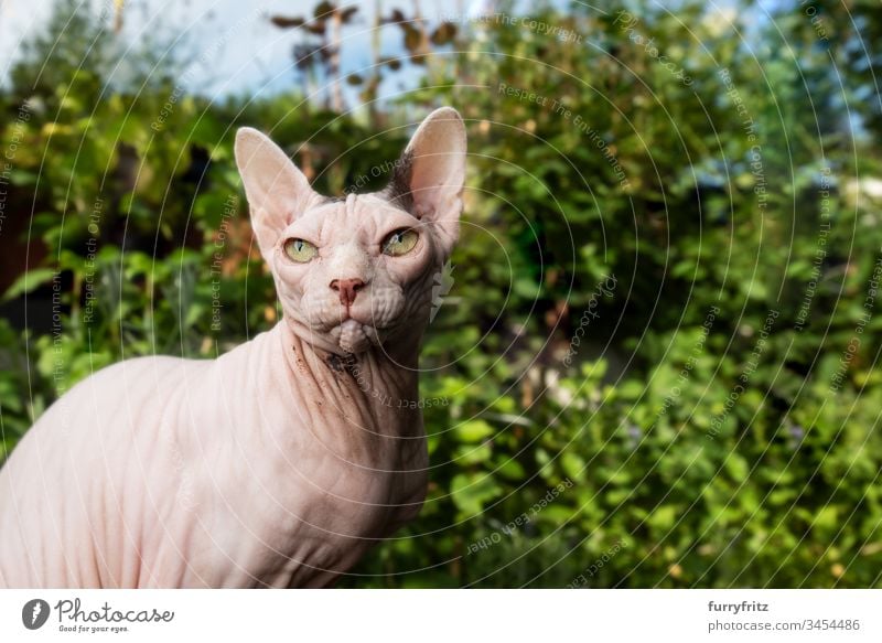 Haarlose Sphynx Katze sitzt auf dem Balkon vor Pflanzen Rassekatze Haustiere haarlose Katze Sphynx-Katze Ein Tier Porträt Blick im Freien Botanik knittern