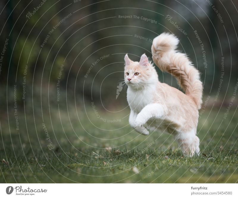 Maine Coon Katze mit flauschigem Schwanz rennt durch den Garten niedlich schön fluffig Fell Katzenbaby Rassekatze Langhaarige Katze Creme-Tabby beige Hirschkalb