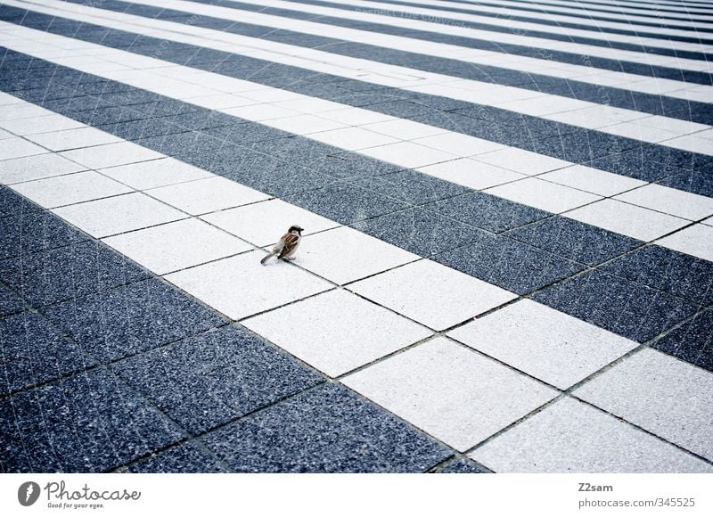 vogi Stadt Platz Architektur Vogel sitzen einfach kalt klein modern Neugier niedlich blau selbstbewußt Gelassenheit ruhig Einsamkeit elegant Mittelpunkt