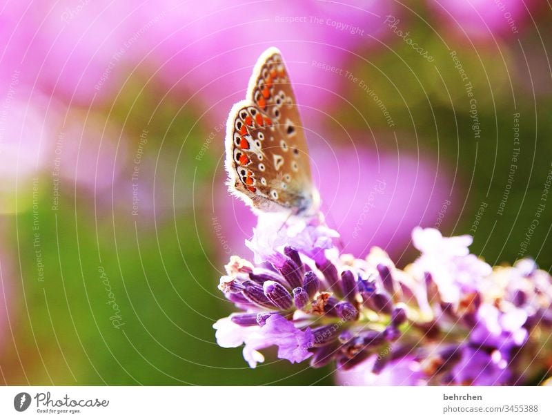 federleicht Tierporträt Unschärfe Sonnenlicht Menschenleer Nahaufnahme Farbfoto Schweben Nektar Pollen schön exotisch elegant außergewöhnlich Fressen fliegen