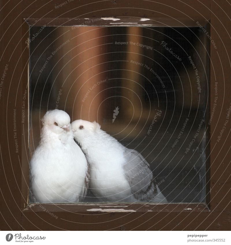 tierliebe Hütte Fenster Tier Nutztier Vogel Taube Tiergesicht Flügel Fell Zoo 2 Tierpaar Holz Glas Brunft Küssen Liebe eckig Glück kuschlig Gefühle