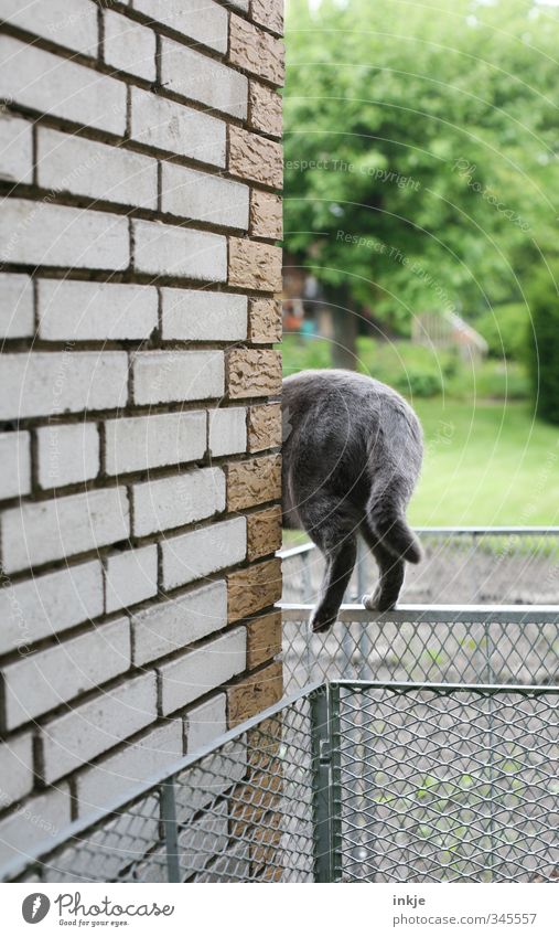 Kein Weg ist zu schwierig,... Gartenarbeit Umwelt Natur Frühling Sommer Baum Gras Menschenleer Mauer Wand Wege & Pfade Tier Katze 1 Kompost Gitter Stein Metall