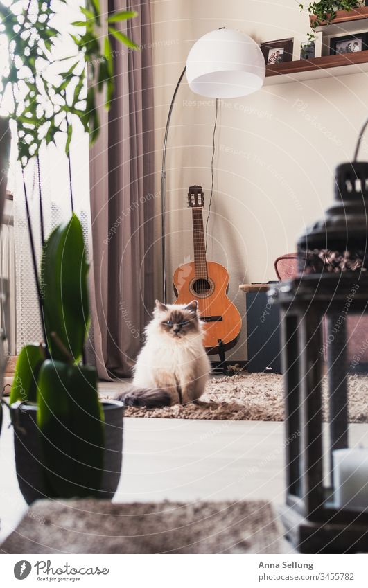 gefangen vom Blick einer Katze die mitten im Wohnzimmer sitzt beobachten Blick in die Kamera skeptisch Hauskatze heilige Birma Birma Katze Menschenleer