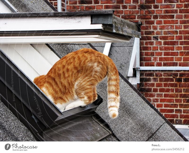 Wenn ihr roter Kater seine Kletterübungen auf der Dachschräge beendete, hatte sie zumeist ein graues Haar mehr auf dem Kopf. Katze Dachfenster Klettern mutig