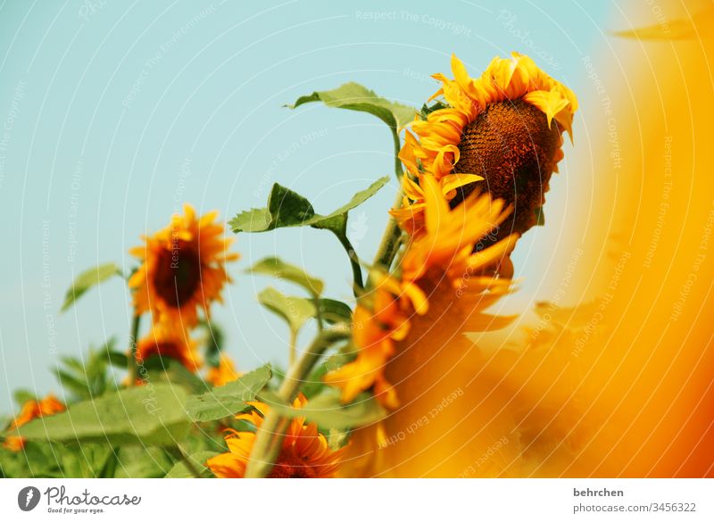 leuchtende tage farbenfroh Natur Landschaft Sonne Sommer Blume Blüte Nutzpflanze Sonnenblume Blütenblatt Garten Wiese Feld Wärme gelb schön sommerlich