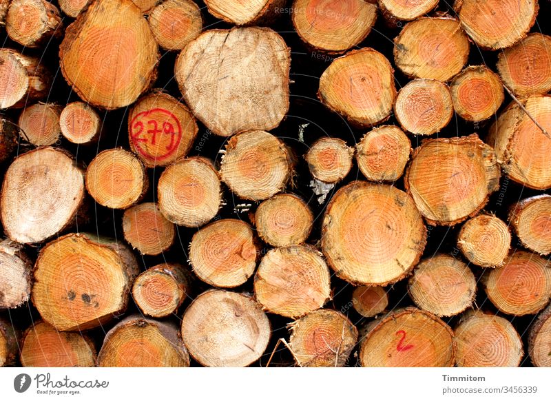 Holzpolter Nr. 279 Baumstämme Rinde Schnittstelle Jahresringe Baumstamm Waldwirtschaft Stapel Natur Holzstapel Forstwirtschaft Menschenleer